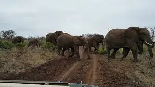 Elephant Parade