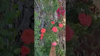 Delineation America Climbing Rose