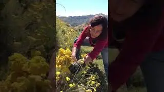 cueillette d'immortelle en Corse
