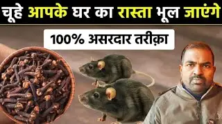 Rat Problem Solution at Home | चूहे भगाने का घरेलू नुस्खा। ( 100% कारगार )