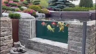 Koi pond with window 150 cm long