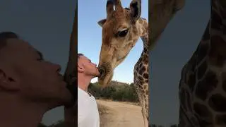 The best kisses.. Minus the drool at the end 😅 #animals #friends #shorts #africa #wildlife