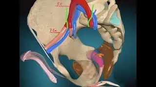 ARTERIAS: ILIACA EXTERNA E HIPOGASTRICA