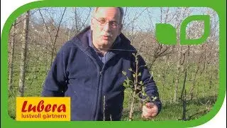 Unterschied zwischen Blatt-  und Bl&uuml;tenknospen beim Apfelbaum
