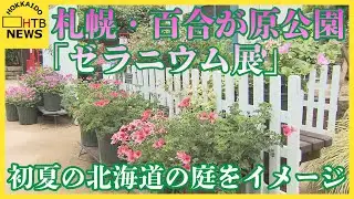 札幌・百合が原公園で「ゼラニウム展」　初夏の北海道の庭をイメージした展示など１８０鉢ならぶ