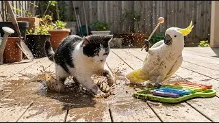 Try Not To Laugh🙀🐶The Funniest Animal Moments Compilation🐱😹