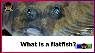 What is a flatfish?