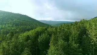 Forest Stock Footage for Free 4K Ultra HD Clips High Quality Forest Stock Videos
