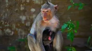 The Newborn Baby Monkey Trying To Hug Mom