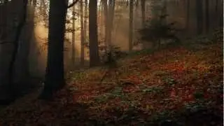 Wolna Grupa Bukowina - BUKOWINA 1