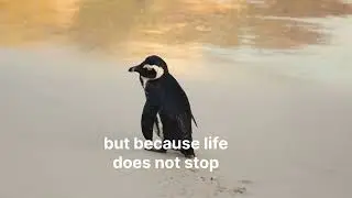He Walked Alone&hellip; Some Souls Are Born This Way 🐧