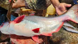 Amazing Huge Pangas Fish Cutting Skills In Bangladesh Fish Market By Expert Cutter