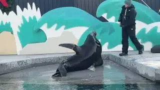 Sea Lion dancing, leaping, and playing the flute in the Coney Island Aquarium in Brooklyn,NY