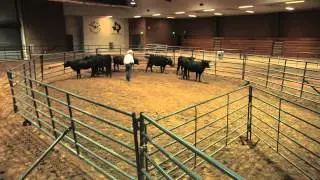 Ron Gill - Stockmanship - Sorting Cattle into a Smaller Pen