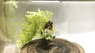 Cicada Molting Time Lapse 2019 ( Amazing Angle)