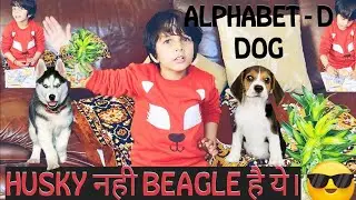 HUSKY NAHI BEAGLE HAI YE | ALPHABET D | D FOR DOG | VLOG | VIDEO #youtube #funny #explore #trending