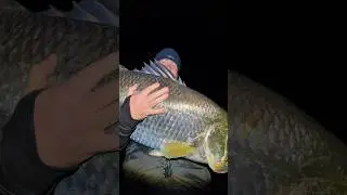 128cm of Monduran Barramundi #australianfish #fishing #barramundi