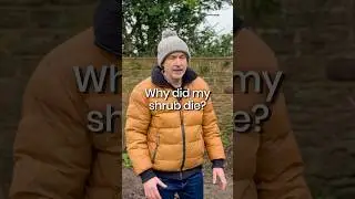 Почему погиб мой куст?