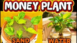 मनी प्लांट उगाने का पूरा तरीका | Money Plant Growing Tips | पानी और रेत में कैसे उगाएं?