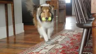 West Paw Qwizl&reg; dog toy that extends the life of tasty treats