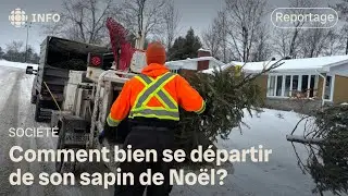 Recyclage des sapins : les bonnes pratiques à adopter