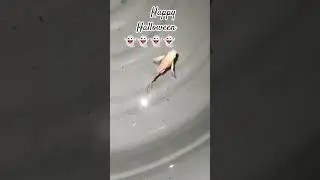 HOLY WACK A MOLLY. #anime #music #fishkeeper #fishing