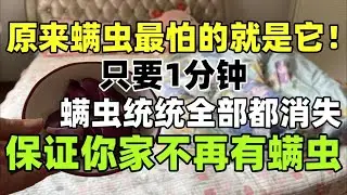 原來蟎蟲最怕的就是它！只要1分鐘，蟎蟲統統全部都消失，保證你家不再有蟎蟲