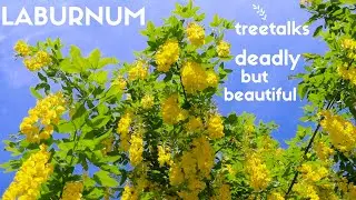 Laburnum Tree - Facts & Identification