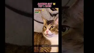 Я этого от кошки не ожидала 😭 #кошка #шорты
