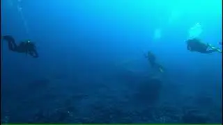 Canary Islands, Tenerife North, San Marcos Oct 2020 Pyrosome