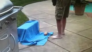 Skunk trapped in live trap & released without spraying.