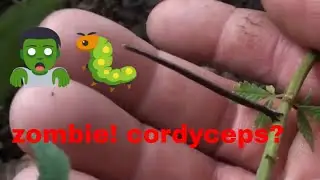 cordyceps? zombie worm ?