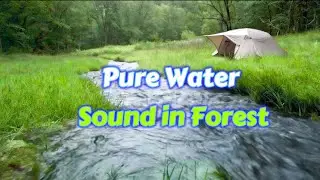 LIVE Forest Stream Sounds for Focus & Deep Work | Flowing River Ambience