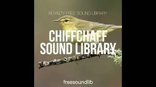 Common Chiffchaff Sound Library