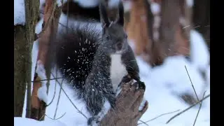 Veverky a krmítka, Squirrels and feeders for them,  Eichhörnchen und Futterhäuschen, Ekhoorns