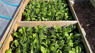 Growing spinach over winter and avoiding gluts