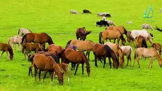 Relax with The Beautiful Flute and Steppe Relaxing Music Relax
