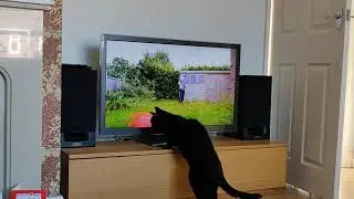James Bruton's Accidental Cat TV!