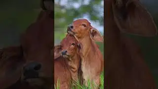 🐾 Small to Big Animals Transformation | Baby vs Adult Animal Evolution 🐘🦁 #animals