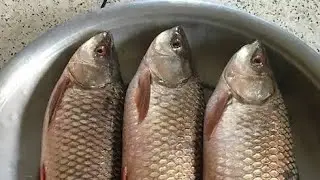 ରୋହୀ ସାଙ୍ଗେ ଇଲିସ୍ ର ବାହାଘର .....@odiavolgs.