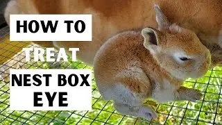 HOW TO RAISE RABBITS FOR MEAT | HOW TO TREAT NEST BOX EYE