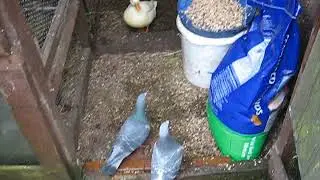 Muddy Duck Rescue  - The 2 Boys now fully grown up.
