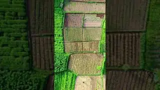 Drone Footage Of Farm Fields In An Agricultural Land // #YoutubeShorts