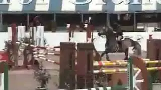Ciceras Icewater; Holsteiner Stallion 2010 Web Version