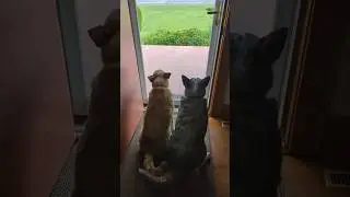 It's All About the Tails! #acd #kyliedog #australiancattledogs #chrisdog #tailwagging #heelers