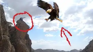 Challenges of nomadic life: Wild eagle attack on nomadic woman