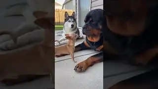 This puppy is LOUD 😂 #FunnyDogs #PuppyMoments #DogComedy #USAfunny #Shorts
