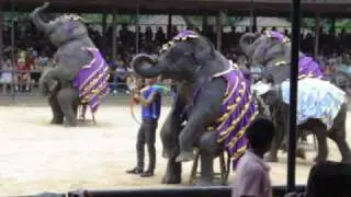 Elephant Show
