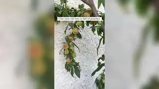 Peach. Hybrid variety. Big size peach