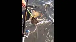 Giant stingray gives birth
